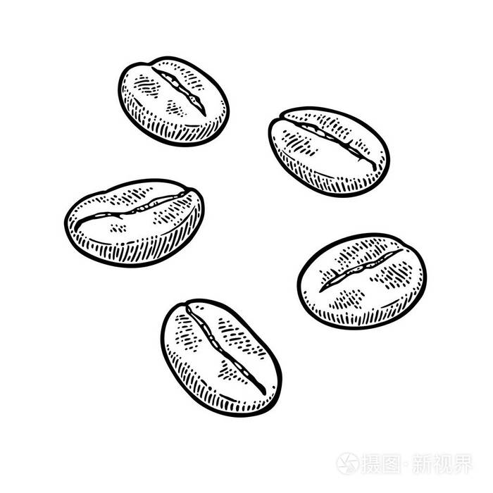 咖啡豆.手绘素描风格.复古矢量雕刻