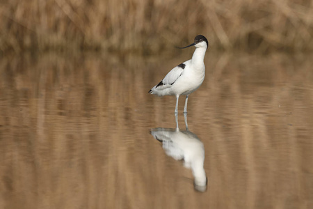 avocetrecvirostra avosetta