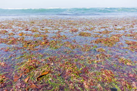 海洋海藻海洋植物海滩海岸线