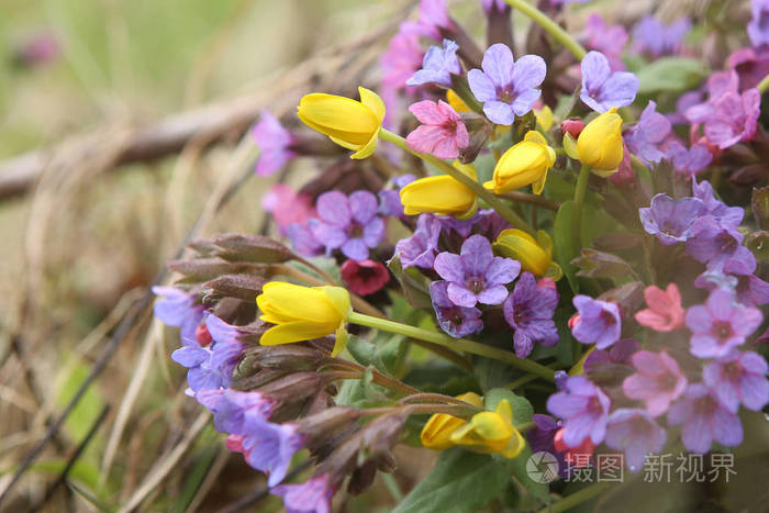春天的野生森林花