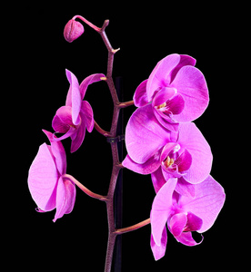 粉红的分支兰花花，兰科植物，蝴蝶兰