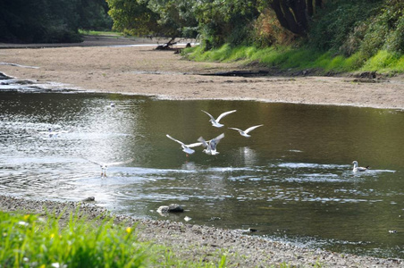 群海鸥在河上