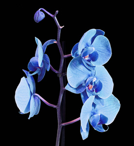 蓝色的分支兰花花朵，兰科植物，蝴蝶兰