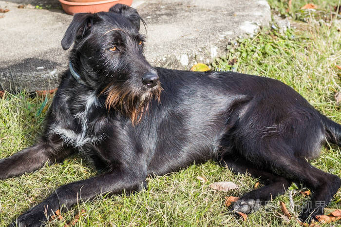 一只黑狗躺在法国的花园里