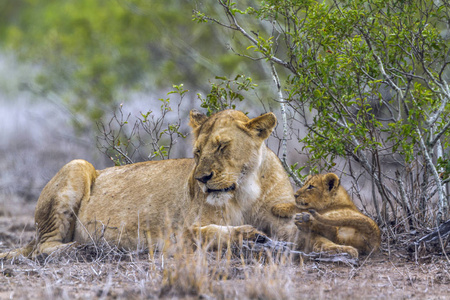 非洲狮在南非克鲁格国家公园照片