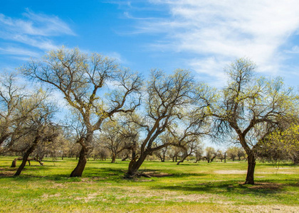 格罗夫树图片-格罗夫树素材-格罗夫树插画-摄图新视界