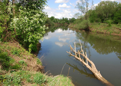 河和春林.自然构成.春江云回.春天河岸上的树木照片
