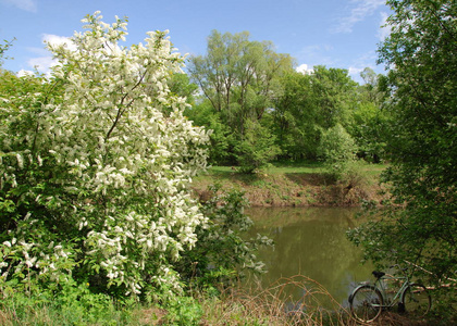 春天的河流。河和春林..自然构成。春江云回..春天河岸上的树木