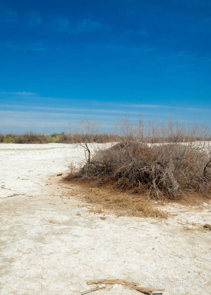 盐水盐沼埃托沙荒地单身灌木哈萨克斯坦