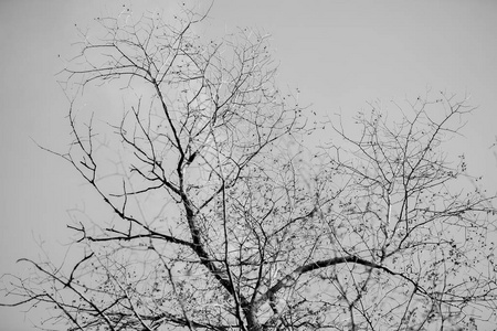 树枝的轮廓对晴朗的天空。黑色和白色背景。抽象符号概念。与位置为您的文本, 为现代壁纸或横幅设计