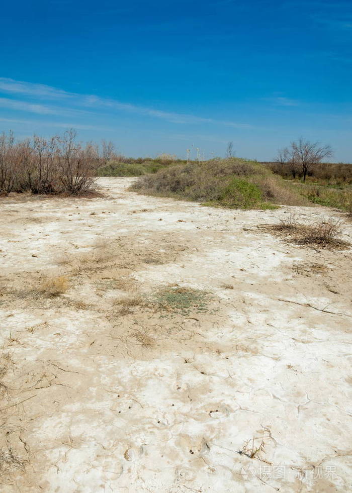 盐水,盐沼.埃托沙荒地.单身灌木.哈萨克斯坦