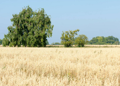 熟粮的田地..成熟的大麦。成熟的燕麦。在成熟的粮田上的夏天