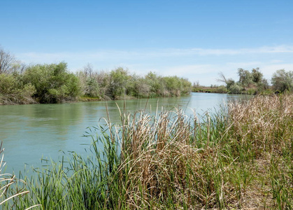 草原河芦苇夏季..河景中的景色。晴天的蓝色小河