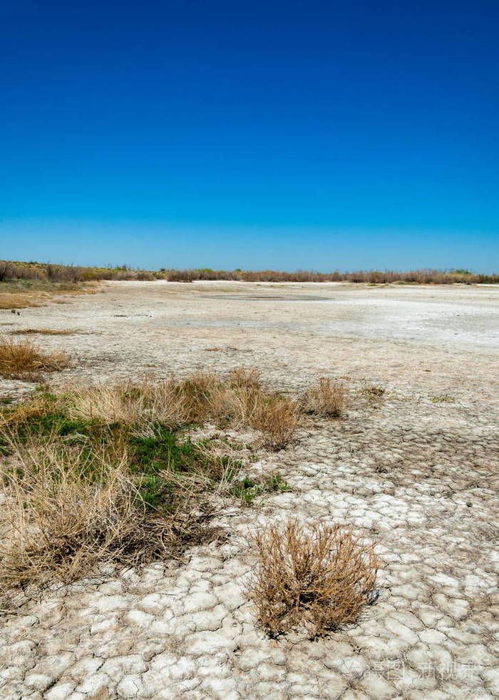 盐水盐沼埃托沙荒地单身灌木哈萨克斯坦