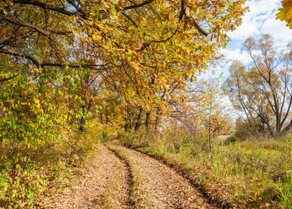 秋天的路在橡树林里