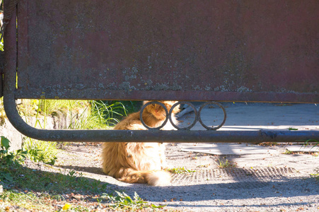 愤怒的猫特写镜头