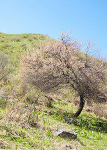 山泉。 哈萨克斯坦。 天山。 有山景的美丽景观。