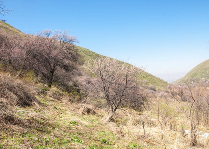 山泉。 哈萨克斯坦。 天山。 有山景的美丽景观。