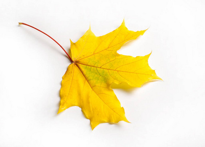 纹理背景。 枫叶黄色的红色和金色。 枫树的叶子用作加拿大的标志。 在白色的背景上。