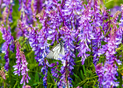 甜豆可爱微笑的可爱宝宝吃饲料红甜椒与水珠年轻男子玩和饲料野生驴