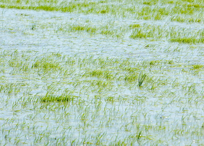 稻田被水淹没生长。 早上稻田里的水稻绿色。