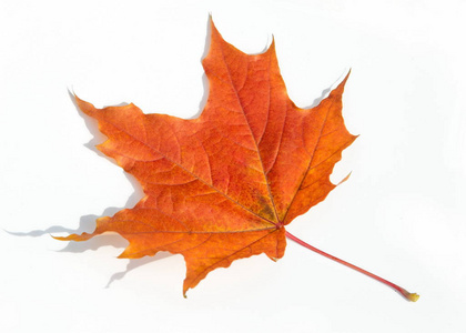 纹理背景。 枫叶黄色的红色和金色。 枫树的叶子用作加拿大的标志。 在白色的背景上。