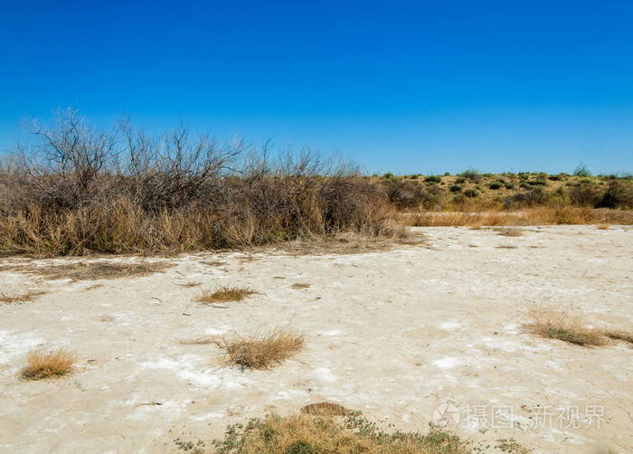 盐水盐沼. 伊多沙荒地. 单身灌木. 哈萨克斯坦照片-正版商用图片0y4q8