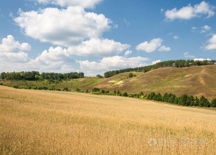 丘陵麦田在夏末拍摄的照片在混合森林的山丘上生长