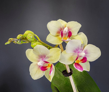 黄枝兰花花带芽，兰科植物，蝴蝶兰