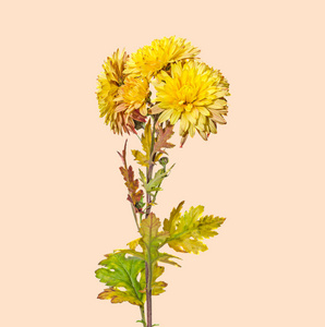 黄色 橙色菊花花 菊花或 chrysanths