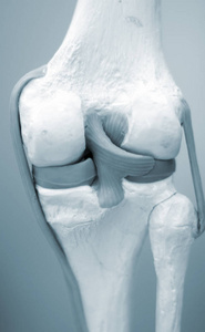 膝关节模型膝关节半月板医疗模型照片
