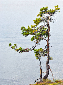 小小的松树树