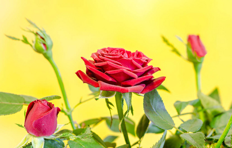 深红色玫瑰花朵带芽在棕色的花瓶里，布什花盆