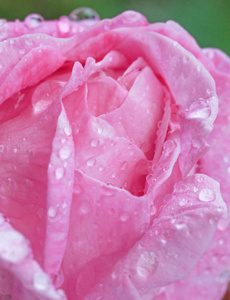 粉红色的玫瑰覆盖着雨滴