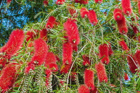 红瓶刷花Callistemon植物