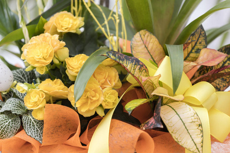 海棠花花束照片