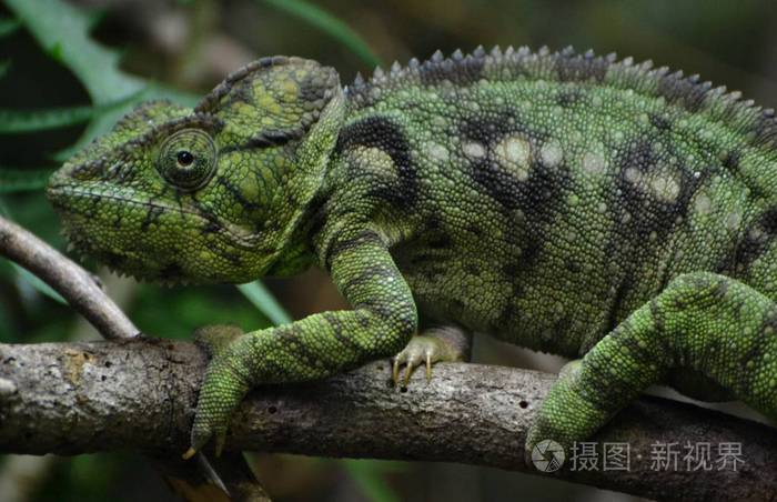 马达加斯加巨型变色龙furciferpotesal