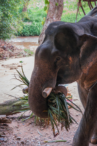 Elefant 在雨森林克山的圣所，泰国吃草