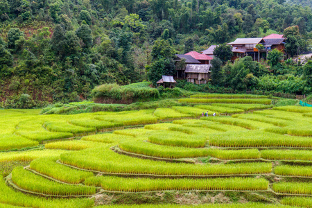 水稻的绿色梯田在湄拉 Noi，湄省，泰国
