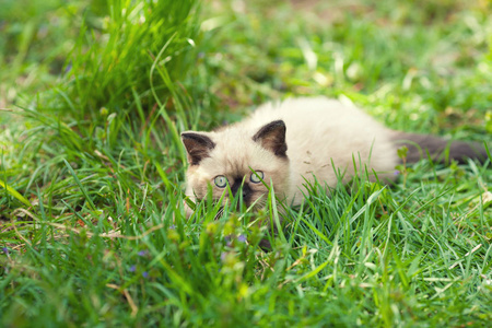 小猫躺在草地上