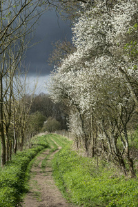 在暴风雨的天气在春天英国乡村景观的小径