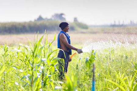 农民在农村,泰国玉米田浇水照片