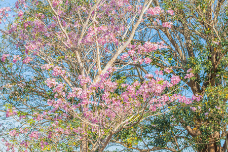 粉红色的喇叭花树图片