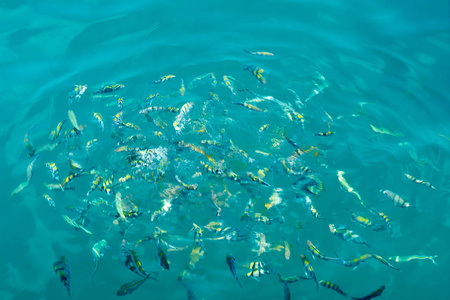 很多鱼图片-很多鱼素材-很多鱼插画-摄图新视界