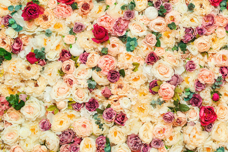 美丽的花墙背景和特写花墙背景与惊人的红色和白色的