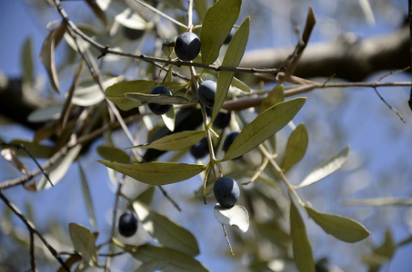 树上成熟橄榄的细节