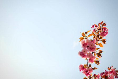 春天背景与开花日本东方樱桃樱