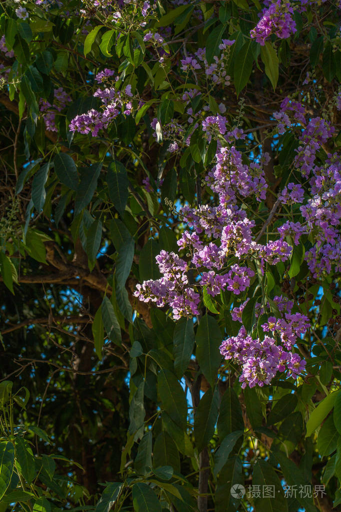 粉红色的喇叭花树