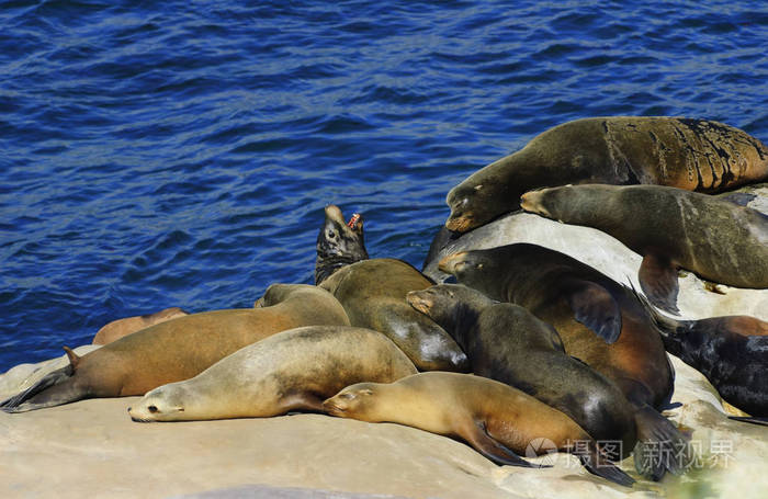 加州海狮躺在太平洋海洋海岸上