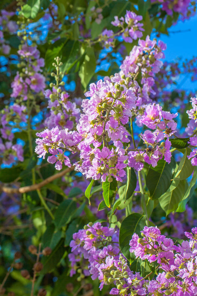 粉红色的喇叭花树